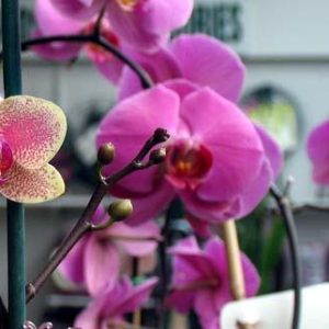ارکیده بنفش رومیزی