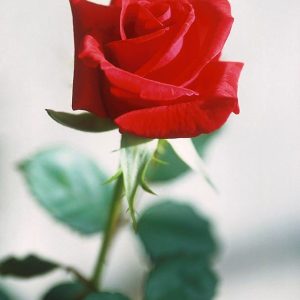 دسته رز قرمز کلاسیک