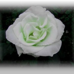 رز سفید ملایم